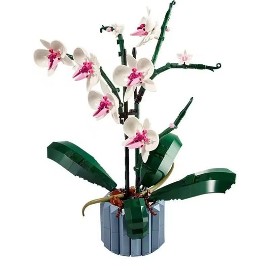 Orchid